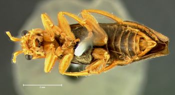 Media type: image;   Entomology 8157 Aspect: habitus ventral view